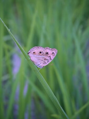 Focus shot on the butterfly in the rice farm that come out after the rain in Chiangmai, Thailandの写真素材