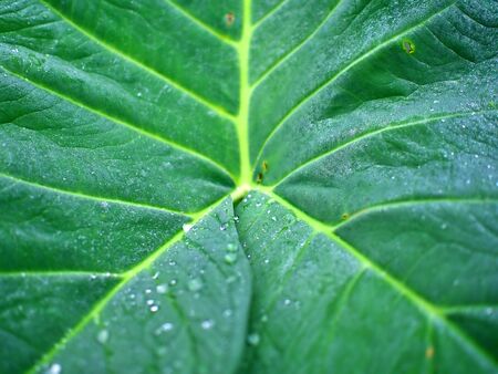 The morning water dew on the leaf in the farm of Chiangmai, Thailandの写真素材