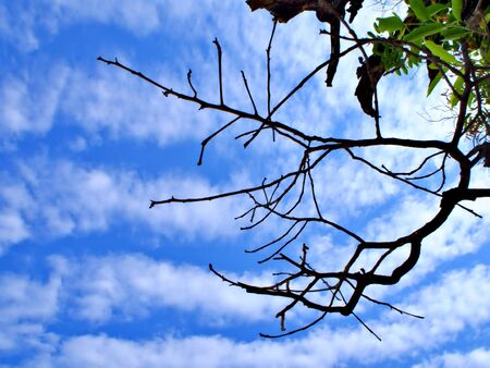 The branch of tree with wave of cloud on the sky at Mandalay, Myanmarの写真素材