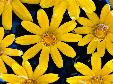 The yellow flowers floating on the fower in Bagan, Myanmarの写真素材