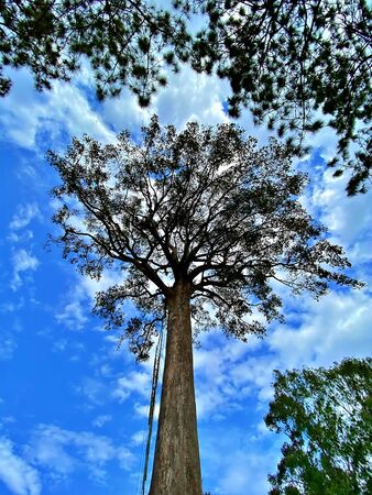The big tree surronded by the small one and blue sky with cloudの写真素材
