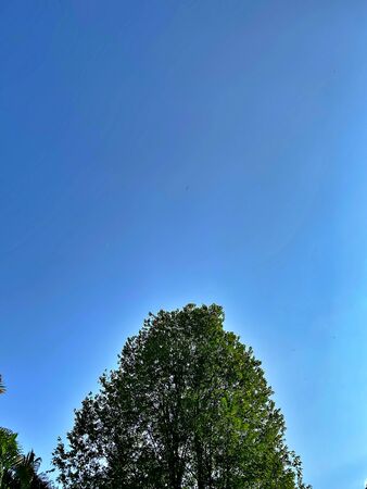 The blue sky with the green tree in the afternoonの写真素材