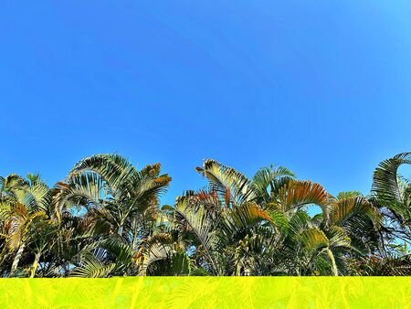 The coconut leaves and the clear blue sky in the eveningの写真素材