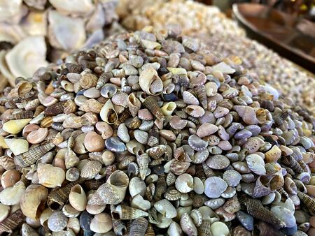 A pile of sea shells fossil in Thailandの写真素材