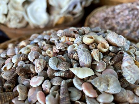 A close up shot on the fossil of sea shells that been found in Thailandの写真素材