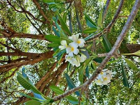 The white plumeria on the tree with gree leafの写真素材