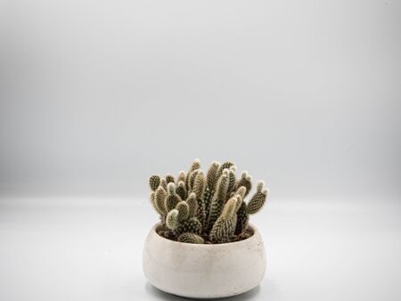 The cactus that planted in the white pot with white backgroundの写真素材