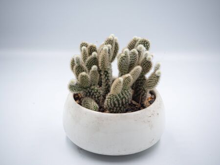 Close up shot on the cactus that planted in the white ceramic pot with white background. It can be use as decorationの写真素材
