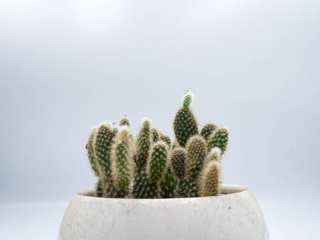 Close up shot to the green cactus in the white potの写真素材