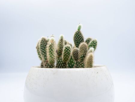 Front close up shot to the cactus that plant in the white ceramic pot with white backgroundの写真素材