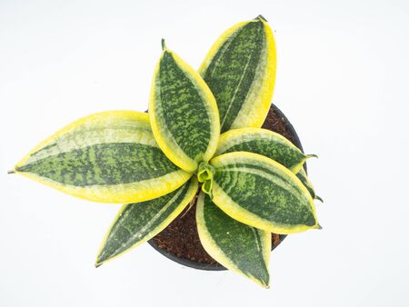 Top shot on the green leaf plant that planted in the pot with white backgroundの写真素材
