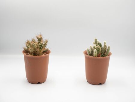 The orange growing cactus pot place distantly in the white backgroundの写真素材