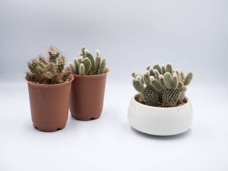 The two orange pot placed closely which being apart from the white cactus potの写真素材
