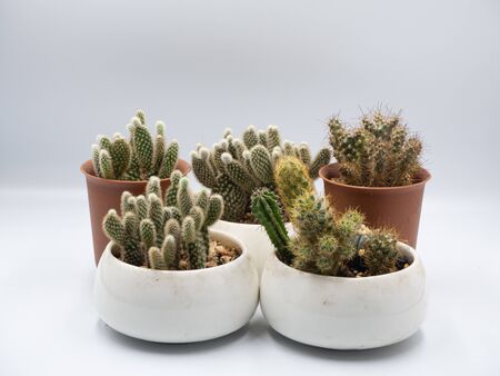 The interior cactus pots are placed packly in the white isolated backgroundの写真素材