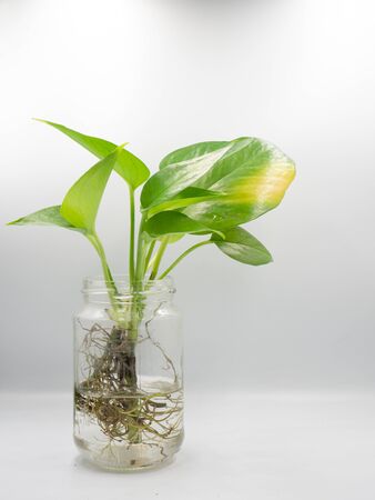 The green plant in the glass vase with isolated white backgroundの写真素材