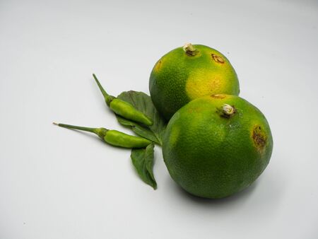 The shot on the green lime, green basil leaf and the green chilli that use for cooking in Thai Foodの写真素材
