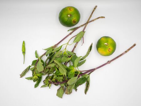 The top shot on the green lime, green basil and the chilli that is the basic ingredient of Thai foodの写真素材