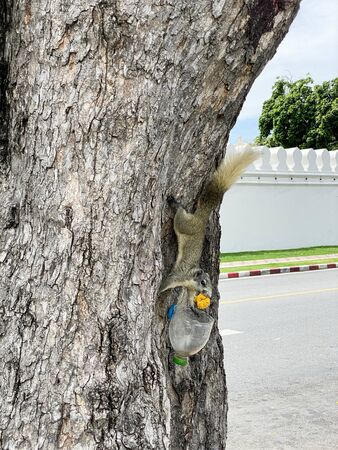 The squirrel came down from the tree for taking food in the center of Bangkok, Thailandの写真素材