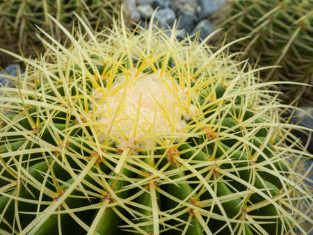 Close up shot on the green cactus with yellow spineの写真素材