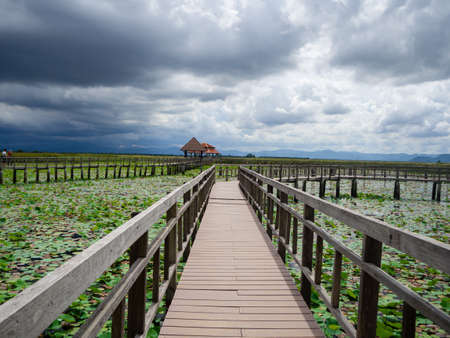 The green lotus pond with the coming thuderstorm in Thailandの写真素材