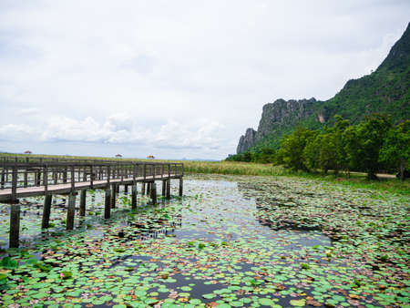 The green lotus leaf in the pond, Thailandの写真素材