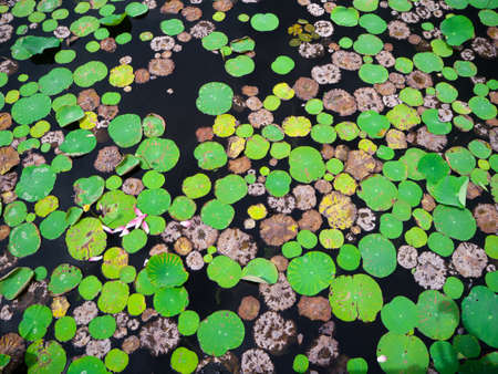 The green lotus leaf in the pond, Thailandの写真素材