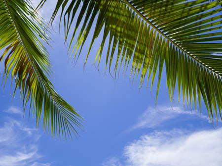The palm tree branch with the bluesky and white cloud in Koh Tao, Thailandの写真素材