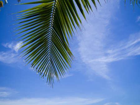 The plam leaf with cloud and the blue sky at Koh Tao, Thailandの写真素材