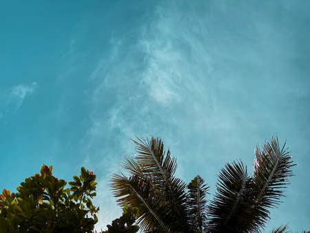The tree on the beach and the sky with cloud in Koh Tao Thailandの写真素材