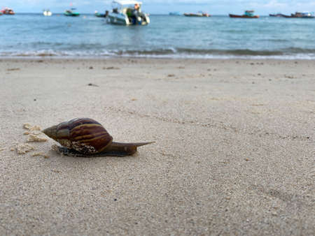 The crawling movement of the snail on the beach with sea background in Koh Tao, Thailandの写真素材