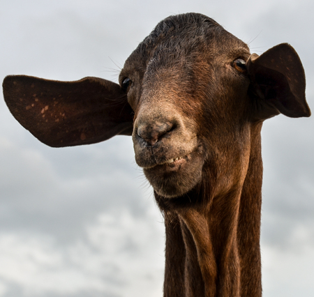 A portrait of a smiling goat faceの写真素材