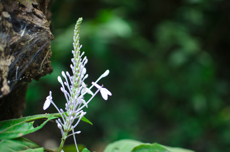 A branch of wild flower in the jungleの写真素材