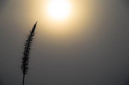 A silhouette  poaceae background with the sunの写真素材