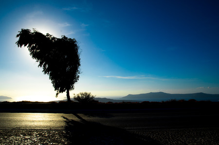 An image of silhouetted tree by the road with the oean and volcano viewの写真素材