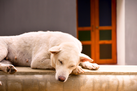 A sleeping dogの写真素材
