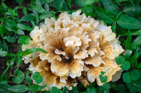 A wood mushroom that looks like a flower,Phayao,Thailandの写真素材