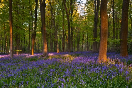 bluebell woodの写真素材