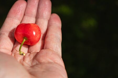 One red ripe cherry in the hand, that was just picked from the tree.の写真素材