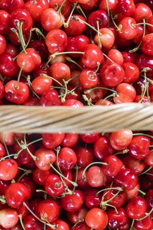 Top view of ripe, red and fresh cherries in the basket that were just collected on cherry farm.の写真素材
