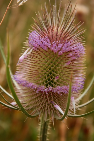 A close up view of a Teaselの写真素材