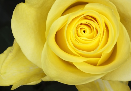 A close up view of a yellow roseの写真素材