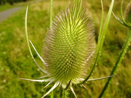 An image showing a teasel head in close upの写真素材