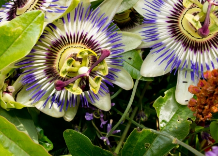An image of the beautiful flower Passiflora Caerulea also known as the Passion Flowerの写真素材