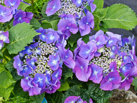 A close up view of the beautiful Hydrangea plantの写真素材