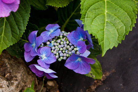 A close up view of the beautiful Hydrangea plant