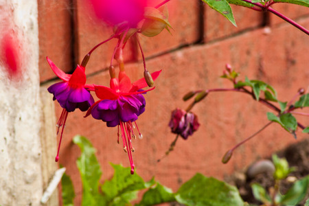 a close up view of the beautiful Fuchsia plant