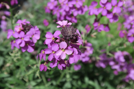 Close up of the Beautiful purple Erysimum Bowles Mauveの写真素材