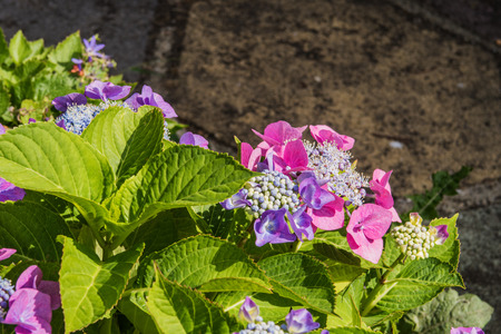 The beautiful Hydrangea plant, Macrophylla Tellerの写真素材