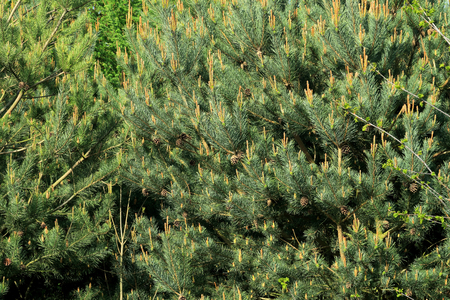 A woodland scene with pine cones and needles