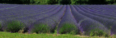 Rows upon rows of Lavenderの写真素材